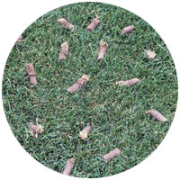 New Ulm turfgrass aeration and seeding