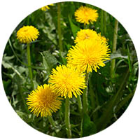 New Ulm grass weed control